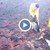 Пожарникари спасяват мравояд след голям горски пожар в Боливия