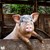 Откриха две огнища на Африканска чума по свинете в Гюргево