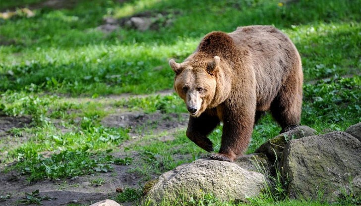РИОСВ - Хасково предлага на министерството собственикът на кравата да бъде обезщетен РИОСВ - Хасково предлага на министерството собственикът на кравата да бъде обезщетен