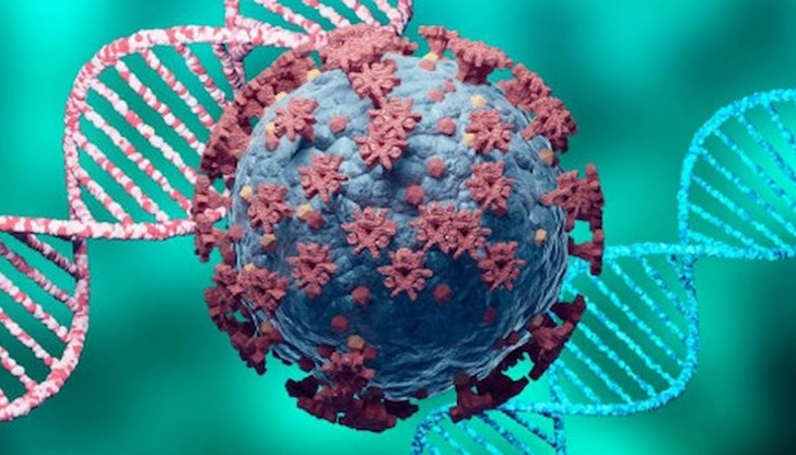 Апратоксин S4 намалява броя на заразените клетки по-ефективно от съществуващите антивирусни лекарства