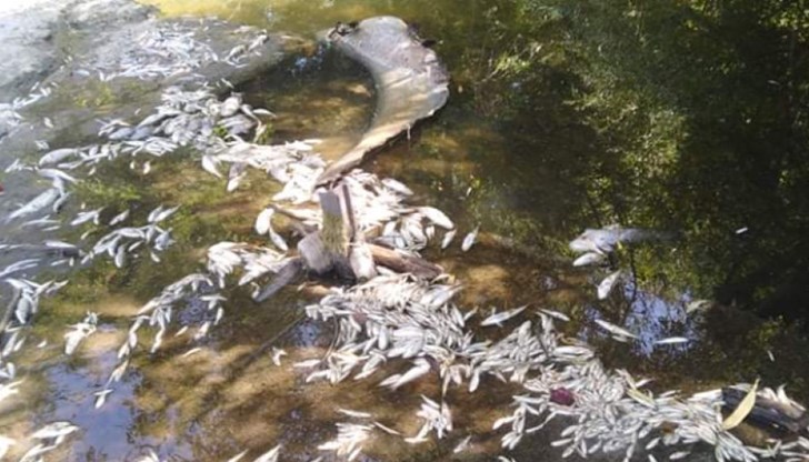 40 тона мъртва риба ще трябва да бъдат извозени 40 тона мъртва риба ще трябва да бъдат извозени