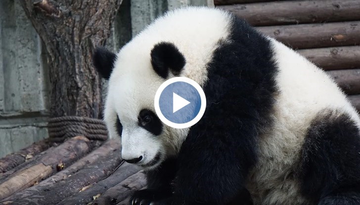 Гигантска панда на име Ер Шун роди близнаци в зоопарк в Китай