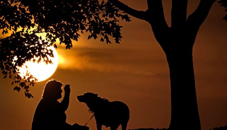 Животните са изложени на риск също да се заразят с вируса Животните са изложени на риск също да се заразят с вируса