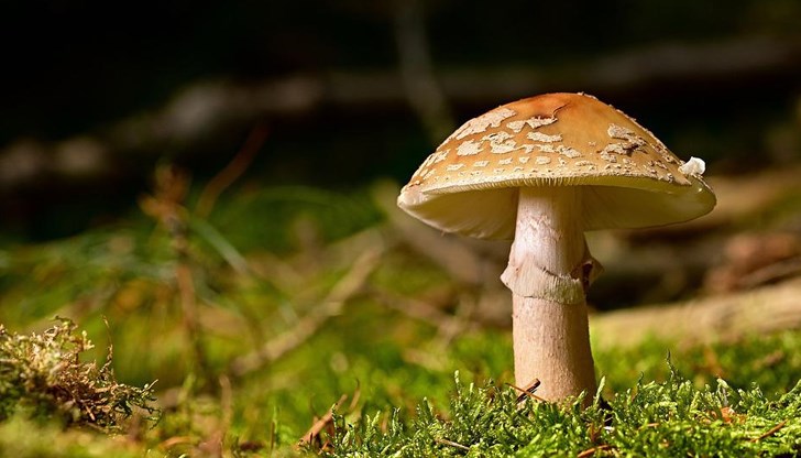 Различни видове диворастящи гъби показват стойности от над 1000 бекерела на килограм Различни видове диворастящи гъби показват стойности от над 1000 бекерела на килограм