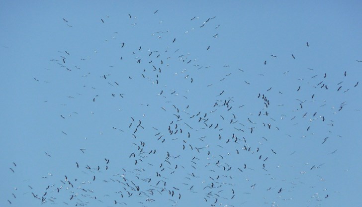 Над България минава най-големият миграционен поток