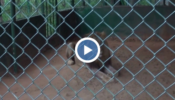 Трагедията се е разиграла, след като мъжът е влязъл в клетката при дивото животно