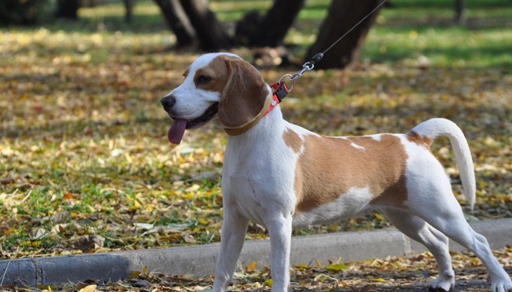 Извършителят е казал, че междусъседският проблем е дългогодишен, като многократно е отправял забележки заради лаещото куче.