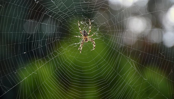 Всички паяци по света изяждат между 400 и 800 тона насекоми и други дребни вредители годишно.