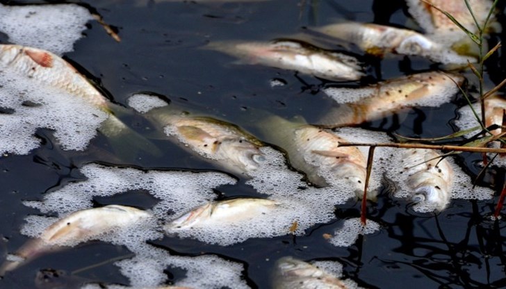 Доброволците успяха да спасят само малък брой живи риби, които бяха пуснати в река Лоара