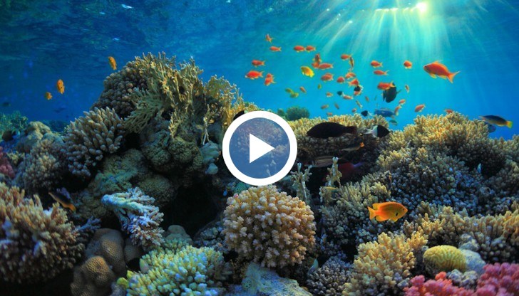 За пръв път от 36 години се наблюдава най-голямо количество корали