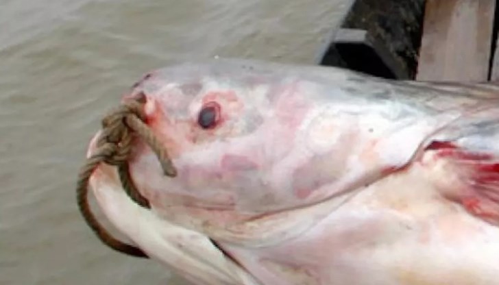 При измерване едрият екземпляр е показал 142,7 кг.