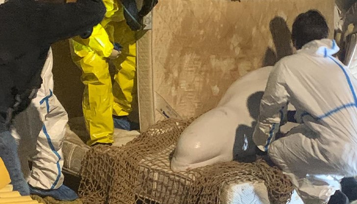 „Въпреки безпрецедентната операция за спасяване, с тъга съобщаваме за смъртта й", се казва в публикация на властите в Туитър. „Въпреки безпрецедентната операция за спасяване, с тъга съобщаваме за смъртта й", се казва в публикация на властите в Туитър.