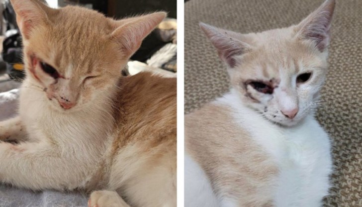 72-годишният мъж стрелял по двете малки котета с въздушна пушка