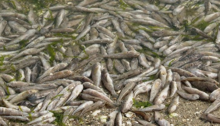 Рибата ще отиде в Ихтиман Рибата ще отиде в Ихтиман