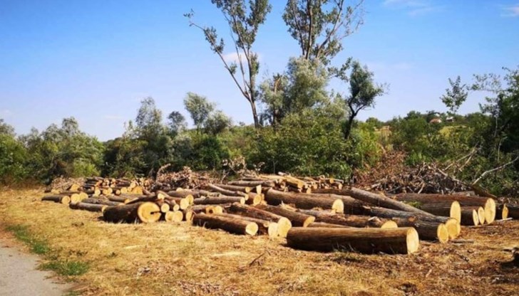 Оказа се, че в района е имало силна буря и голяма част от дърветата са били прекършени или изкоренени