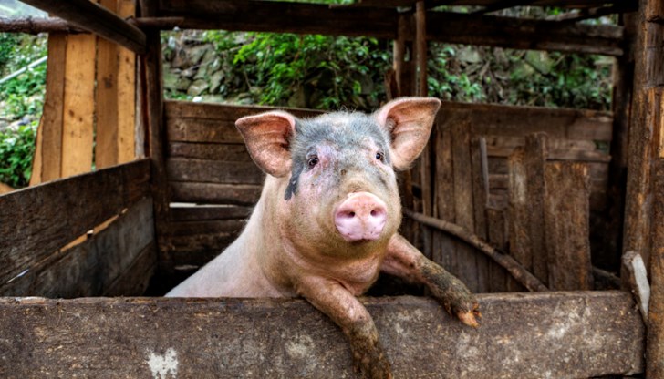 Те са възникнали в домашни стопанства