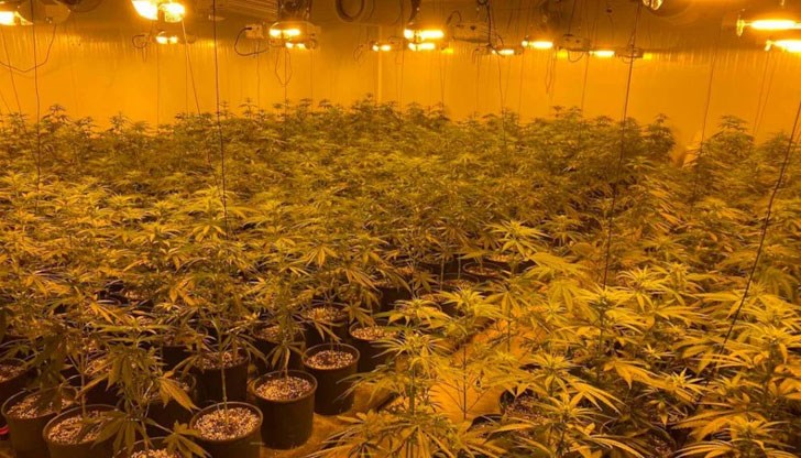 Иззети са 450 саксии с растения от рода на конопа Иззети са 450 саксии с растения от рода на конопа