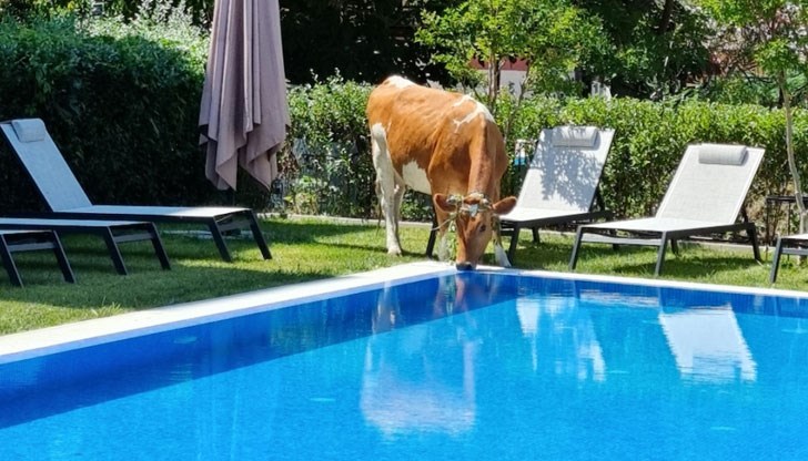 Стадо пасе покрай празните ливади крак "Какао бийч"