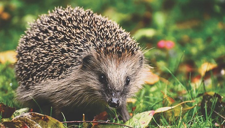 Животните от защитения вид са ловувани, за да бъдат ядени