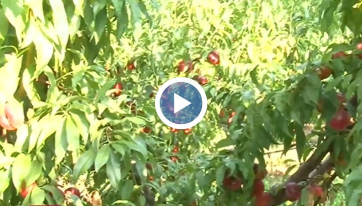 Сигурна спекула