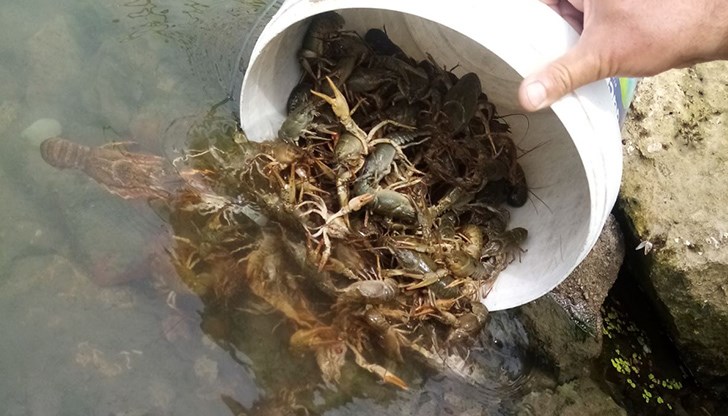 При проверка контролните органи залавят нарушител, извършващ улов на раци