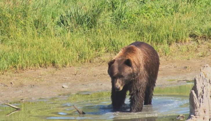 Жители на родопски села също се оплакаха от кафява мечка, която напада животните им