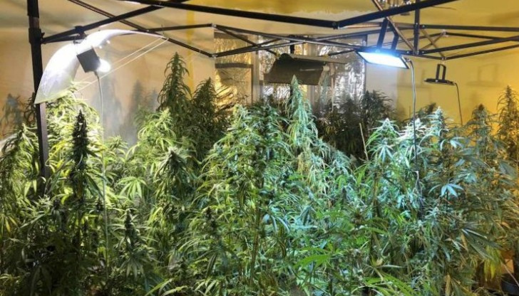 Антимафиоти разкриха наркооранжерия в РусеСлужители на ГДБОП-МВР са задържали 3