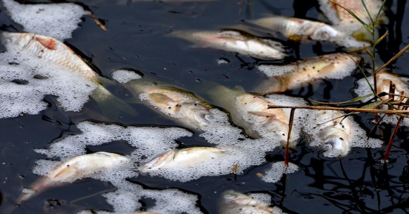 Успяха да спасят само малък брой живи риби, които бяха