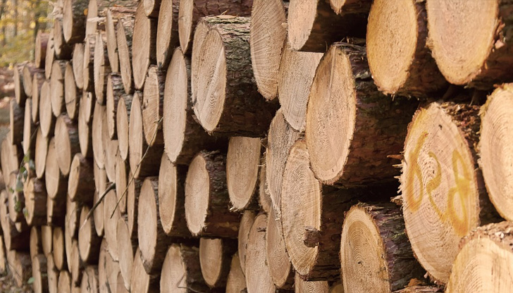 Търсенето на дърва за огрев е увеличено още от есента