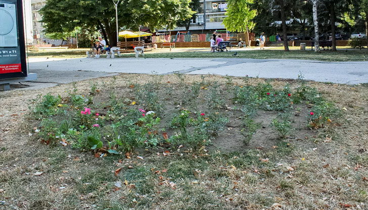 Започна засаждането на над 7000 нови цветя в РусеЗадачата е