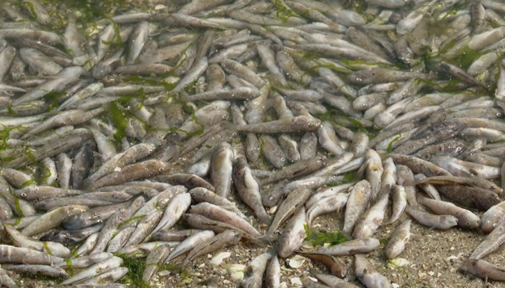 В Своге е започнало е изваждането и транспортирането в екарисаж