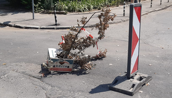 С кутия от банани и клони - така се обезопасяват