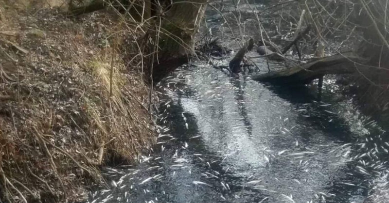 РИОСВ направиха спешна проверкаМъртва риба изплува в рекаЗлатаришка във Великотърновско,