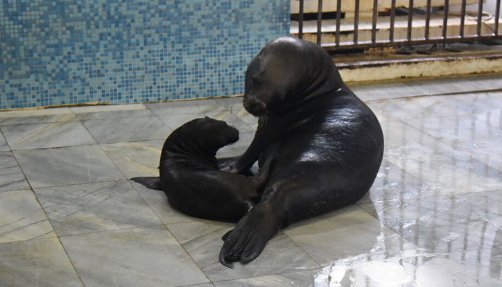 Делфинариум Варна празнува днес 38 години от създаването сиПо този