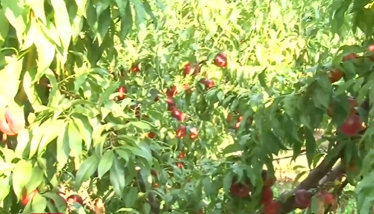 В Карнобат, където е най-голямата прасковена градина в Бургаска област,