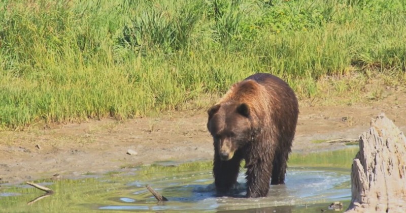 Сигнал за мечка, влязла в двор на къща в Смолян