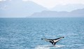 Туристи в лодка в Атлантическия океан се блъснаха в спящ кит