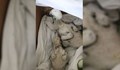 Експертите на РИОСВ - Русе са спасили 12 щъркела