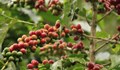 Суша в Бразилия свива доставките на кафе