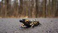 Учени: Саламандърът може да помогне за лечението на големи рани при хората