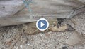 Трупове на умрели животни в тролейбусното депо в Русе
