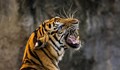 Индийка се бори с голи ръце с тигър, за да спаси бебето си