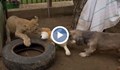 Унгарски ветеринар приюти лъвче от украински зоопарк