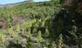 642 растения канабис са открити и изкоренени в Кюстендилско