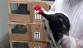 Спряха износа на три двойки защитени фазани на летище "София"