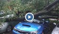 30-метрово дърво смаза шест коли в София