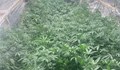Полицаи разкриха оранжерия за отглеждане на марихуана в София