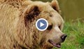 Мечка тършува в хладилник в горска барака