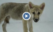 Показаха първия в света клониран арктически вълк