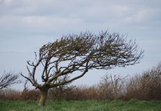Започва застудяване и дневните температури чувствително ще се понижатУмерен до